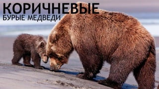 Цвета | Colours