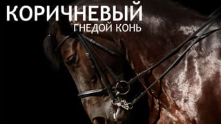 Цвета | Colours