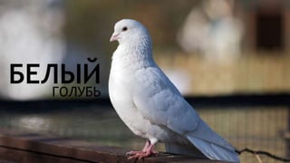 Цвета | Colours