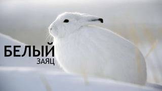 Цвета | Colours