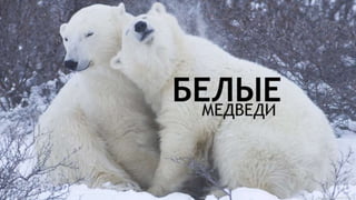 Цвета | Colours