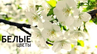 Цвета | Colours