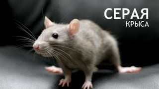 Цвета | Colours