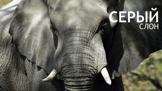 Цвета | Colours