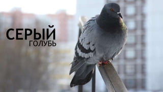 Цвета | Colours