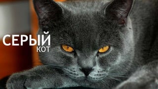 Цвета | Colours