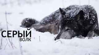 Цвета | Colours