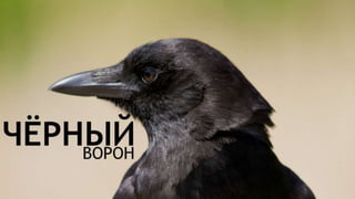 Цвета | Colours