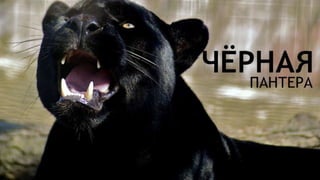 Цвета | Colours