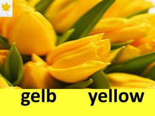 gelb yellow
 
