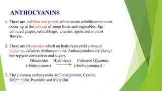 ANTHOCYANINS
1. These are red blue and purple colour water soluble compounds
occuring in the cell sap of some fruits and vegetables. Eg:
coloured grapes, red cabbage, cherries, apple and in most
flowers.
2. These are Glycosides which on hydrolysis yield coloured
Glycones called as Anthocyanidins. Anthocyanidins are phenyl
benzopyran derivatives and sugars.
Glucosides Hydrolysis Coloured Glycones.
(Anthocyanins) (Anthocyanidins)
3. The common anthocyanins are Pelargonium, Cyanin,
Delphinidin, Peonidin and Malvidin.
 