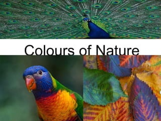Colours of Nature
 
