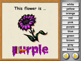 This flower is …
white
yellow
orange
red
pink
blue
green
brown
gray
black
purple
 