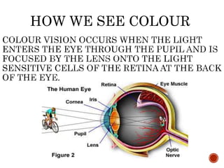 HOW WE SEE COLOUR
 