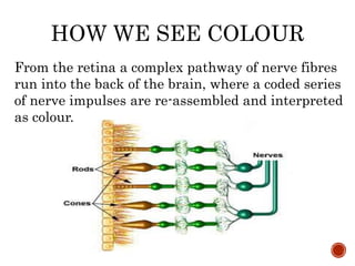 From the retina a complex pathway of nerve fibres
run into the back of the brain, where a coded series
of nerve impulses are re-assembled and interpreted
as colour.
HOW WE SEE COLOUR
 