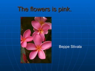 The flowers is pink.   Beppe Stivala  