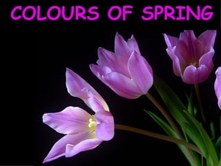 COLOURS OF SPRING 