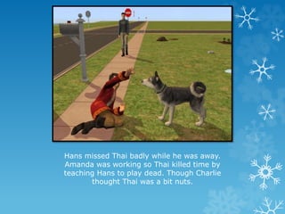 Hans missed Thai badly while he was away.
Amanda was working so Thai killed time by
teaching Hans to play dead. Though Charlie
thought Thai was a bit nuts.
 