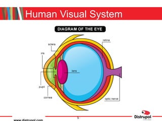 Human Visual System  