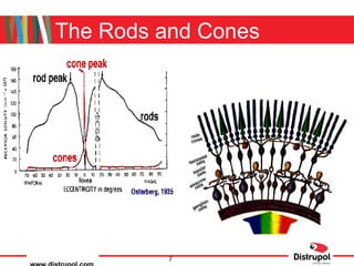 The Rods and Cones 