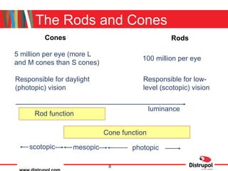 The Rods and Cones 5 million per eye (more L  and M cones than S cones) 100 million per eye  Responsible for daylight  (photopic) vision Responsible for low- level (scotopic) vision Cone function Rod function scotopic mesopic photopic luminance Cones Rods 