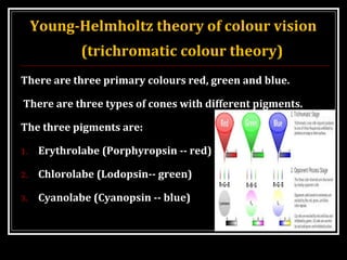 Young-Helmholtz theory of colour vision
(trichromatic colour theory)
There are three primary colours red, green and blue.
There are three types of cones with different pigments.
The three pigments are:
1. Erythrolabe (Porphyropsin -- red)
2. Chlorolabe (Lodopsin-- green)
3. Cyanolabe (Cyanopsin -- blue)
 