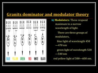 Granits dominator and modulator theory
b) Modulators: These respond
maximum to a narrow
wavelength of light.
There are three groups of
modulators,
blue light of wavelength 450
—470 nm
green light of wavelength 520
—540 nm
red yellow light of 500—600 nm.
 