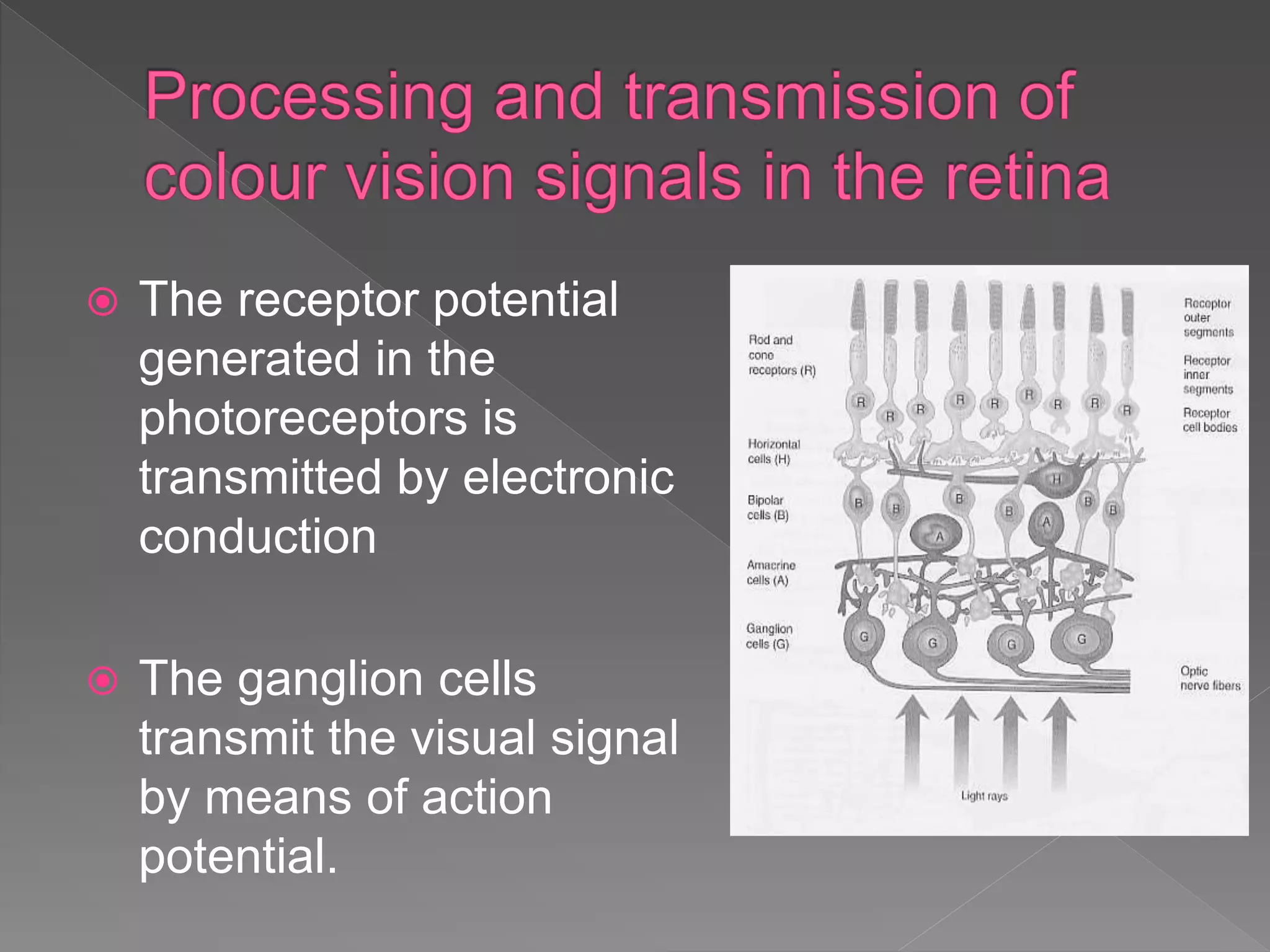  The receptor potential
generated in the
photoreceptors is
transmitted by electronic
conduction
 The ganglion cells
transmit the visual signal
by means of action
potential.
 