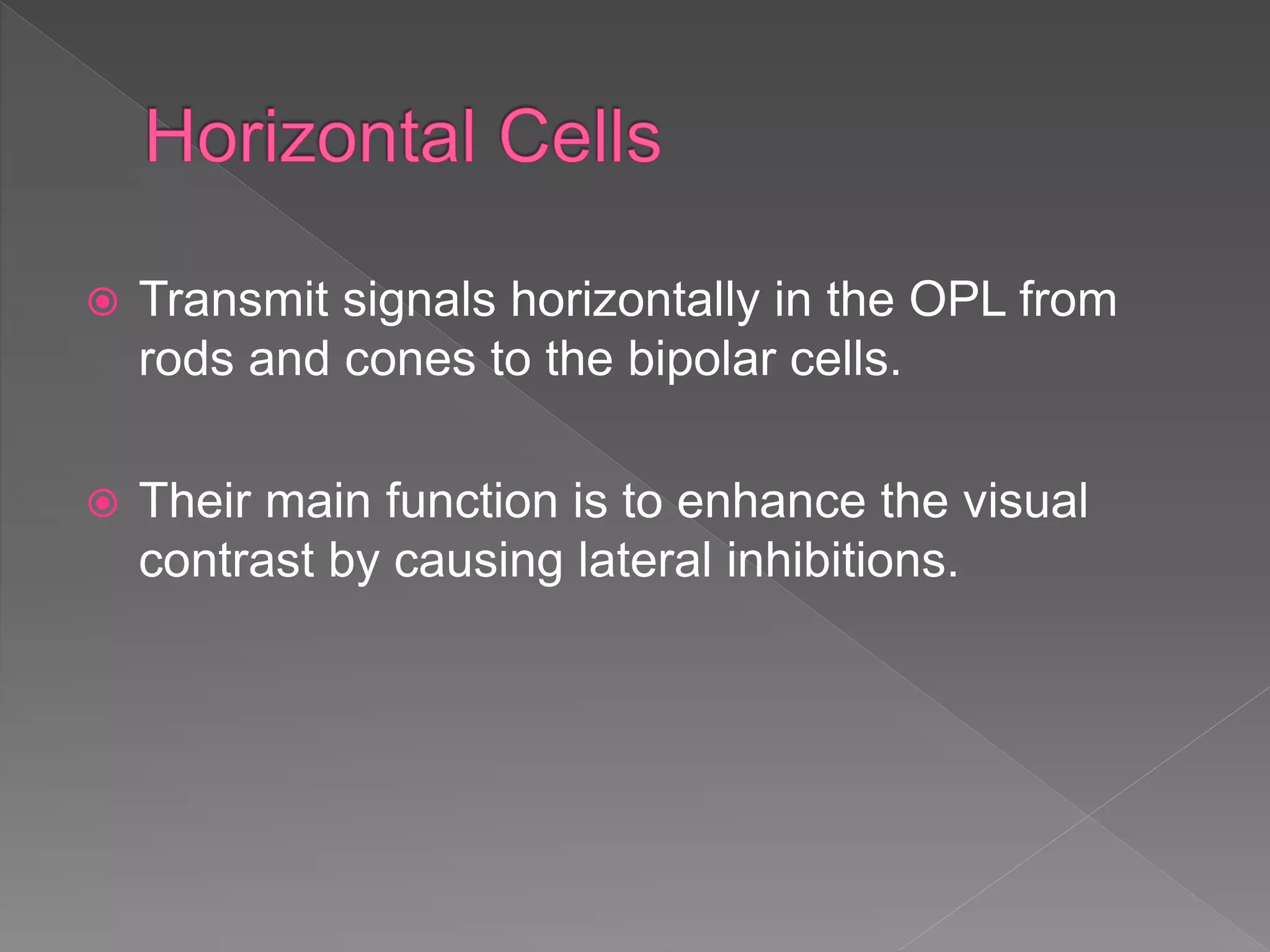  Transmit signals horizontally in the OPL from
rods and cones to the bipolar cells.
 Their main function is to enhance the visual
contrast by causing lateral inhibitions.
 
