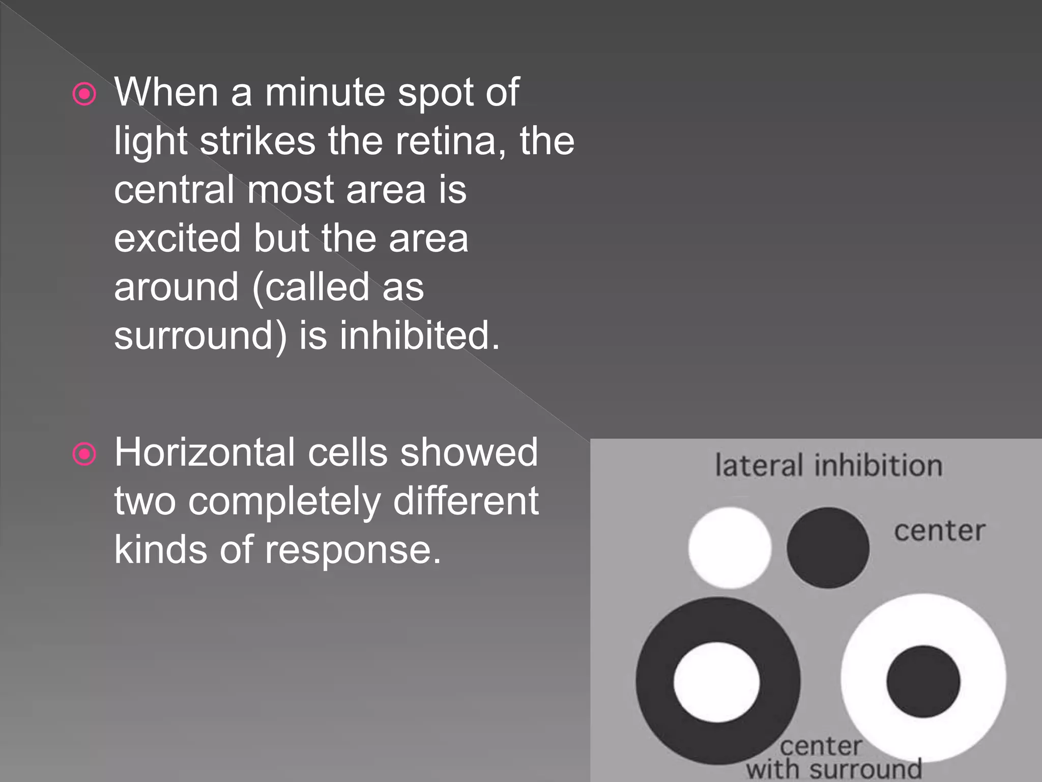  When a minute spot of
light strikes the retina, the
central most area is
excited but the area
around (called as
surround) is inhibited.
 Horizontal cells showed
two completely different
kinds of response.
 