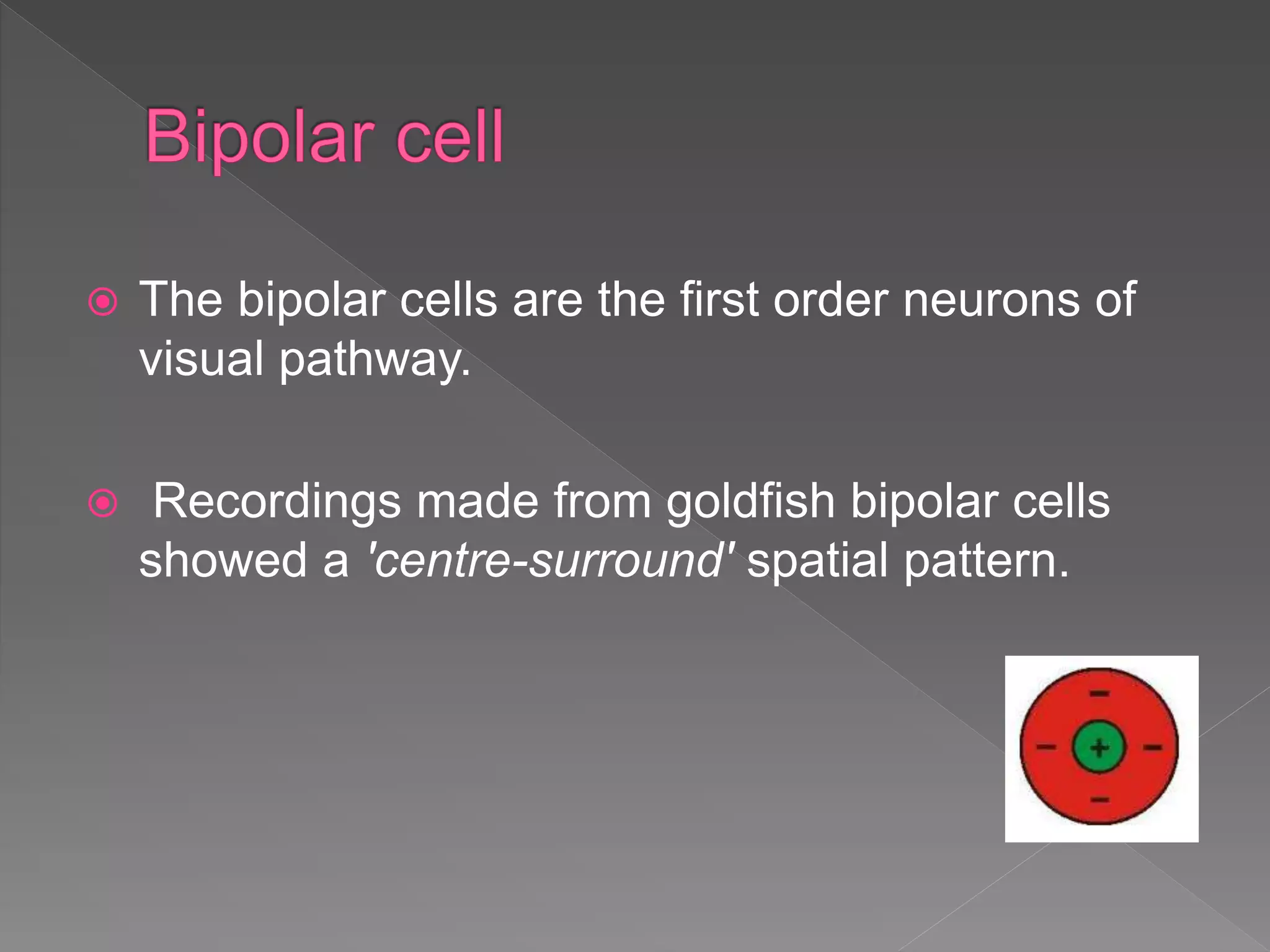  The bipolar cells are the first order neurons of
visual pathway.
 Recordings made from goldfish bipolar cells
showed a 'centre-surround' spatial pattern.
 
