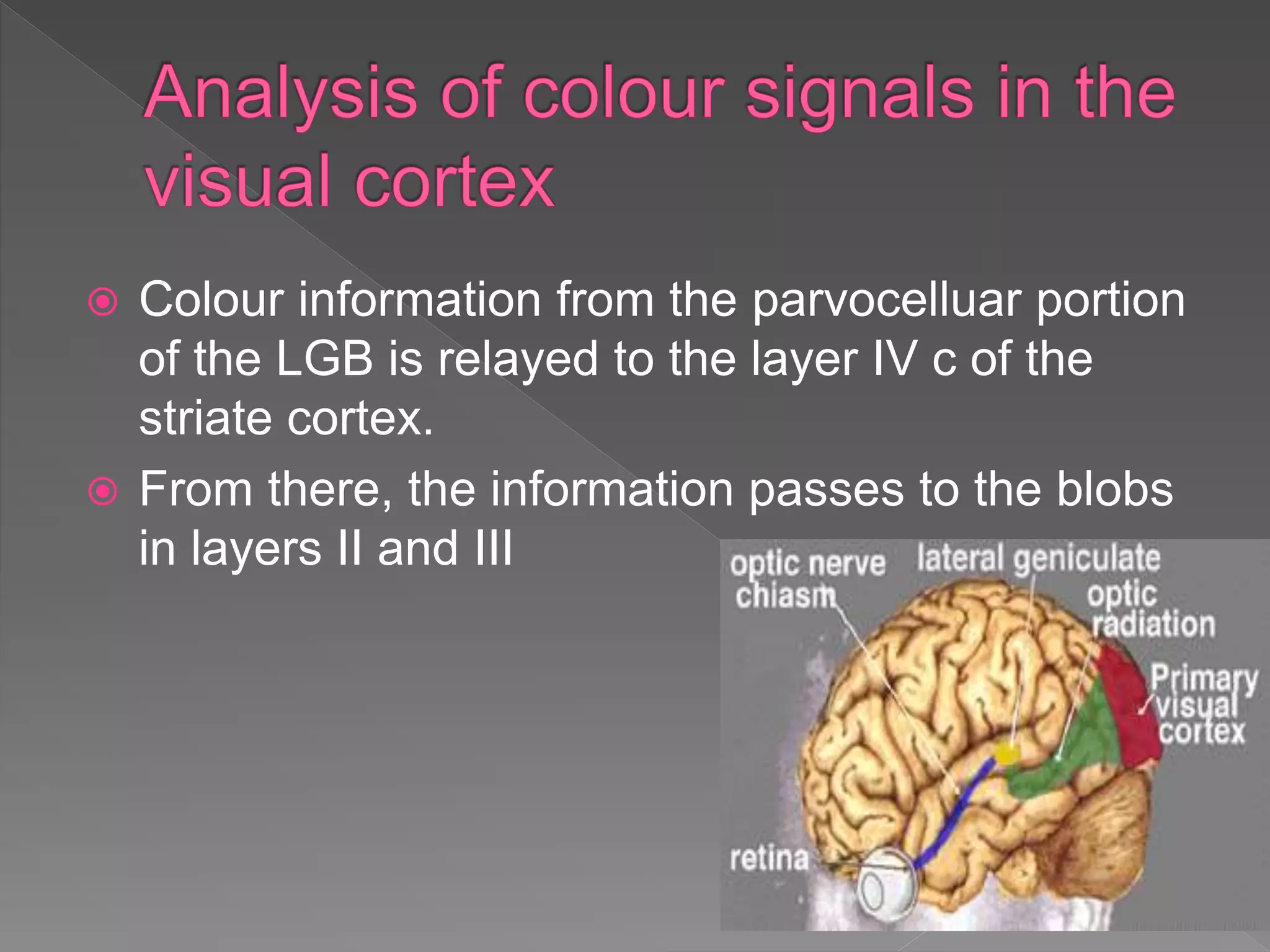  Colour information from the parvocelluar portion
of the LGB is relayed to the layer IV c of the
striate cortex.
 From there, the information passes to the blobs
in layers II and III
 