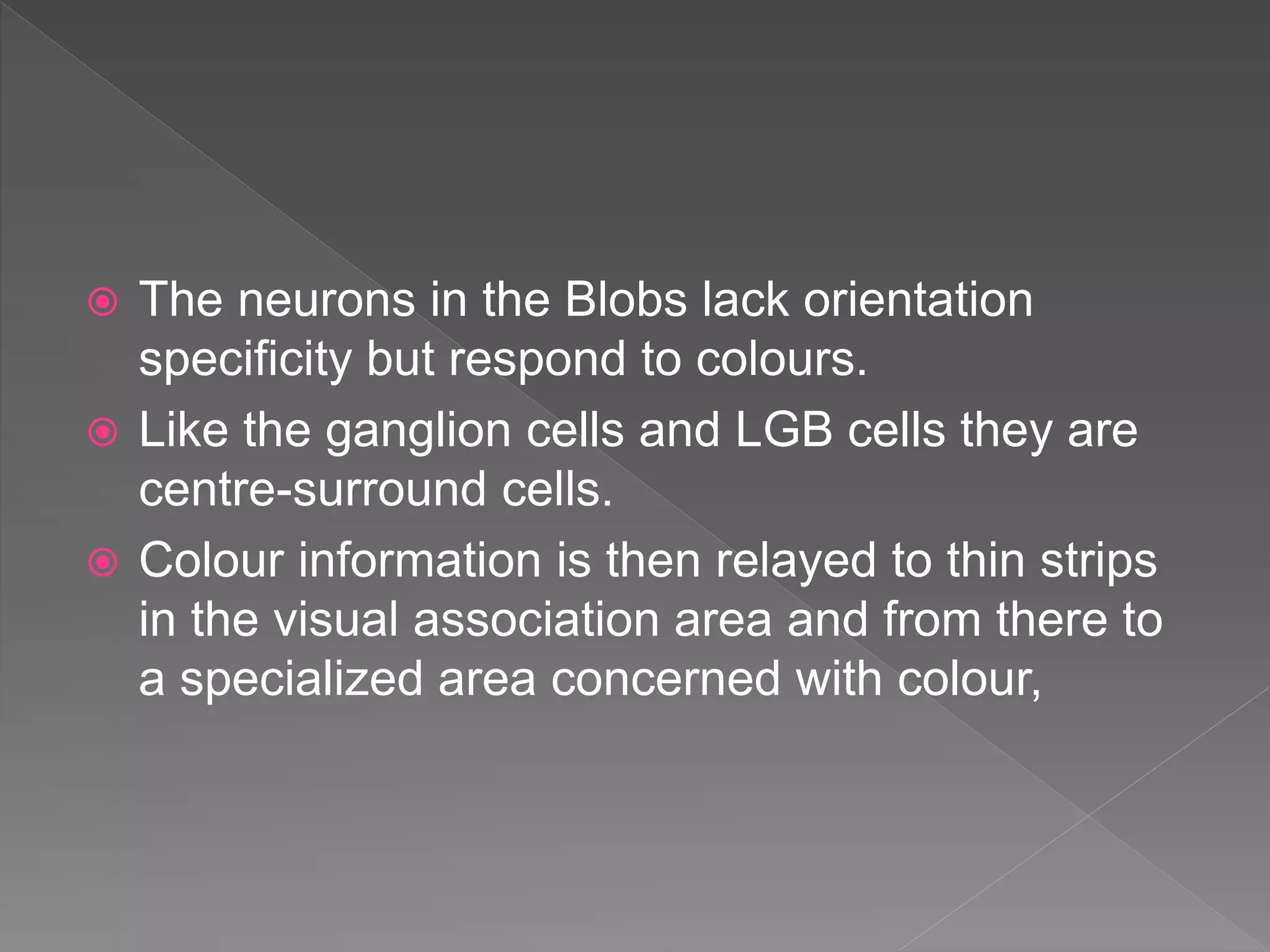  The neurons in the Blobs lack orientation
specificity but respond to colours.
 Like the ganglion cells and LGB cells they are
centre-surround cells.
 Colour information is then relayed to thin strips
in the visual association area and from there to
a specialized area concerned with colour,
 