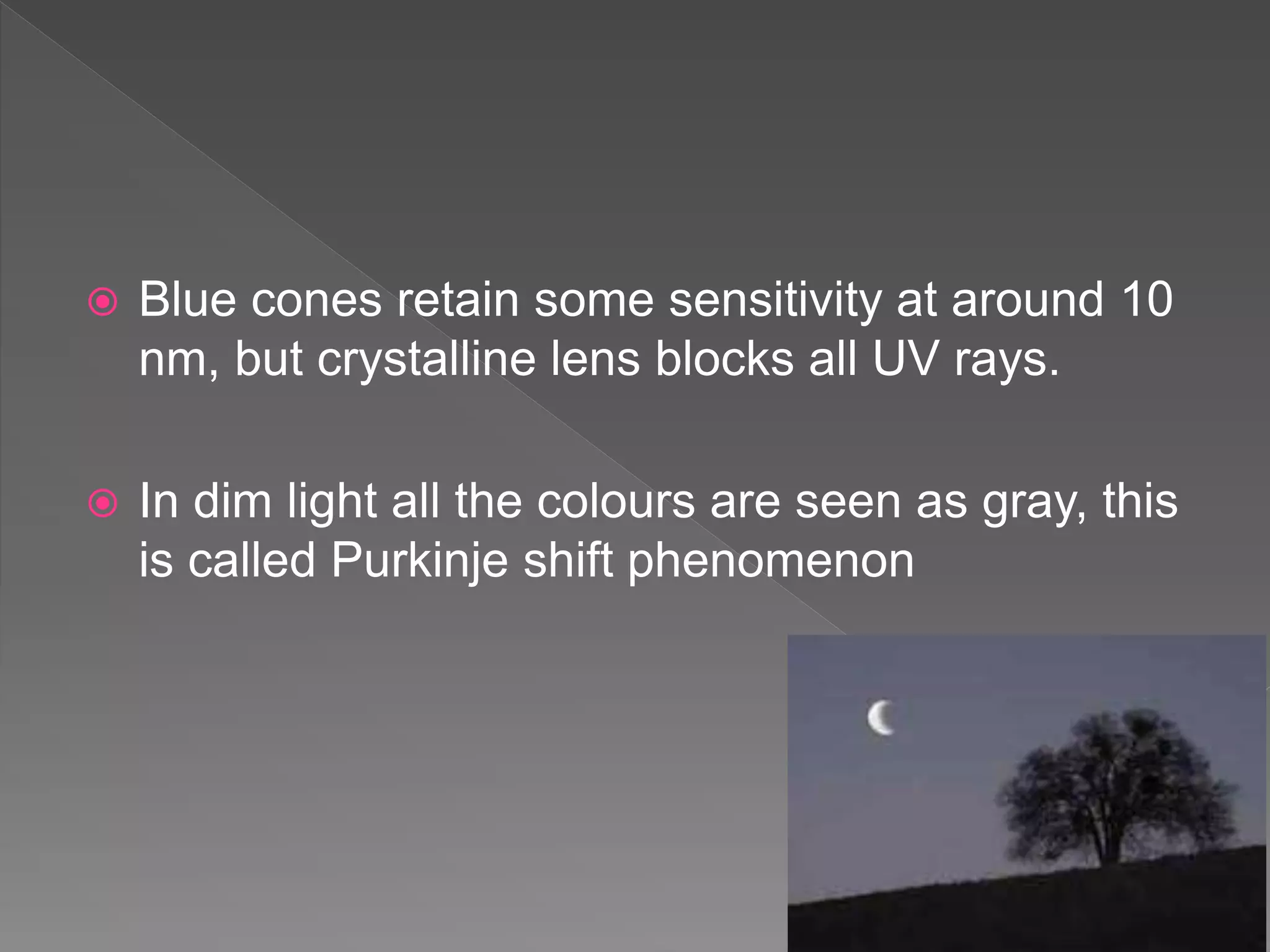  Blue cones retain some sensitivity at around 10
nm, but crystalline lens blocks all UV rays.
 In dim light all the colours are seen as gray, this
is called Purkinje shift phenomenon
 