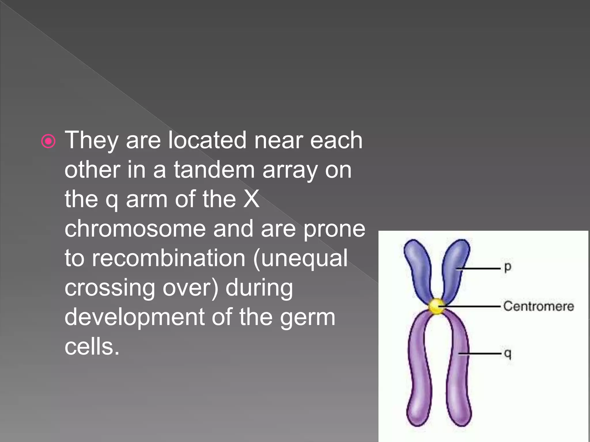  They are located near each
other in a tandem array on
the q arm of the X
chromosome and are prone
to recombination (unequal
crossing over) during
development of the germ
cells.
 