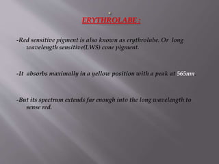 ERYTHROLABE :
-Red sensitive pigment is also known as erythrolabe. Or long
wavelength sensitive(LWS) cone pigment.
-It absorbs maximally in a yellow position with a peak at 565nm.
-But its spectrum extends far enough into the long wavelength to
sense red.
 