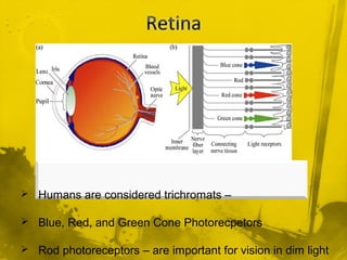 Trichromate Colour vision | PPT