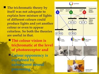  The trichromatic theory by
itself was not adeqaute to
explain how mixture of lights
of different colours could
produce lights and yet another
colour or even to appear
colorless. So both the theories
are useful in that.
 The colour vision is
trichromatic at the level
of photoreceptor and
 Colour opponency is
explained by
subsequent neural
processing.
 