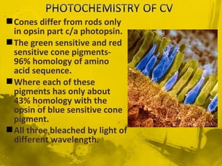 Cones differ from rods only
in opsin part c/a photopsin.
The green sensitive and red
sensitive cone pigments-
96% homology of amino
acid sequence.
Where each of these
pigments has only about
43% homology with the
opsin of blue sensitive cone
pigment.
All three bleached by light of
different wavelength.
 