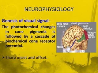 Genesis of visual signal-
The photochemical changes
in cone pigments is
followed by a cascade of
biochemical cone receptor
potential.
Sharp onset and offset.
 