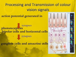 action potential generated in
photoreceptors
bipolar cells and horizontal cells
ganglion cells and amacrine cells.
synapses
synapses
 