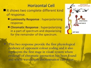 It shows two complete different kind
of response.
 Luminosity Response : hyperpolarising
response.
 Chromatic Response : hyperpolarizing
in a part of spectrum and depolarising
for the remainder of the spectrum.
 This two response provide the first physiologicalThis two response provide the first physiological
evidence of opponent colour coding and it alsoevidence of opponent colour coding and it also
represents the first stage in visual system whererepresents the first stage in visual system where
evidence of chromatic interaction has been foundevidence of chromatic interaction has been found
and where wavelength discrimination can occur.and where wavelength discrimination can occur.
 