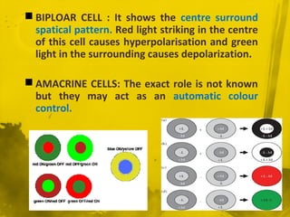 BIPLOAR CELL : It shows the centre surround
spatical pattern. Red light striking in the centre
of this cell causes hyperpolarisation and green
light in the surrounding causes depolarization.
 AMACRINE CELLS: The exact role is not known
but they may act as an automatic colour
control.
 