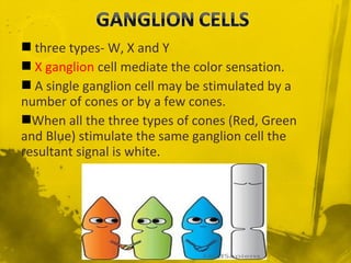  three types- W, X and Y
 X ganglion cell mediate the color sensation.
 A single ganglion cell may be stimulated by a
number of cones or by a few cones.
When all the three types of cones (Red, Green
and Blue) stimulate the same ganglion cell the
resultant signal is white.
 