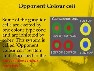 Some of the ganglion
cells are excited by
one colour type cone
and are inhibited by
other. This system is
called ‘Opponent
colour cell” System
and concerned in the
successive colour
contrast.
 