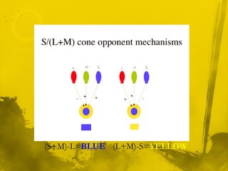 +
(S+M)-L=BLUE (L+M)-S=YELLOW
 