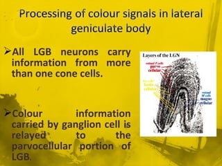 All LGB neurons carry
information from more
than one cone cells.
Colour information
carried by ganglion cell is
relayed to the
parvocellular portion of
LGB.
 