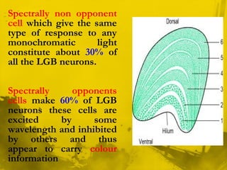 Spectrally non opponent
cell which give the same
type of response to any
monochromatic light
constitute about 30% of
all the LGB neurons.
Spectrally opponents
cells make 60% of LGB
neurons these cells are
excited by some
wavelength and inhibited
by others and thus
appear to carry colour
information
 