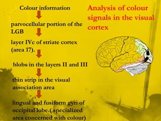 Colour information
parvocellular portion of the
LGB
layer IVc of striate cortex
(area 17).
blobs in the layers II and III
thin strip in the visual
association area
lingual and fusiform gyri of
occipital lobe.( specialized
area concerned with colour)
Analysis of colour
signals in the visual
cortex
 