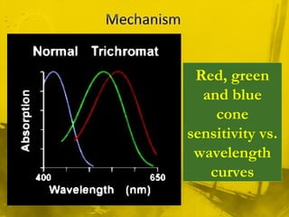 Red, green
and blue
cone
sensitivity vs.
wavelength
curves
 